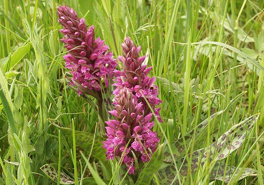 544pxDactylorhiza_majalis_plants140504 Göttinger Umwelt und